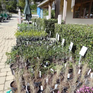 rows of potted plants in the Courtyard, SBBG Spring Plant Sale 2012