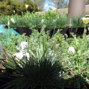 frog decorations, SBBG Spring Plant Sale 2012