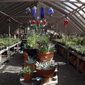 inside the lath house, SBBG Spring Plant Sale 2012, panorama