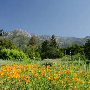 wildflowers in the Meadow, view to La Cumbre Peak, SBBG Spring 2012