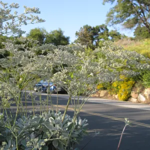Eriogonum giganteum along Mission Canyon Road