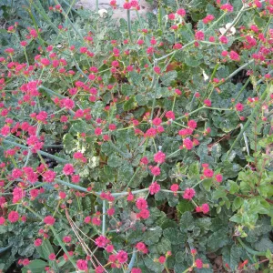 Eriogonum grande rubescens