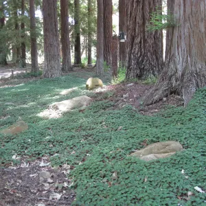 Oxalis oregona understory recovery in Redwood section after installation of new irrigation system