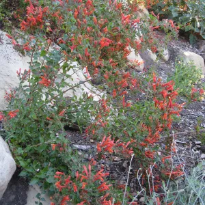 Keckiella cordifolia on Campbell Trail