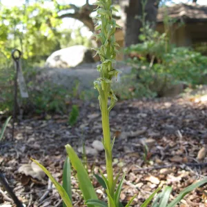 Plathanthera hyperborea in the Orchid Display