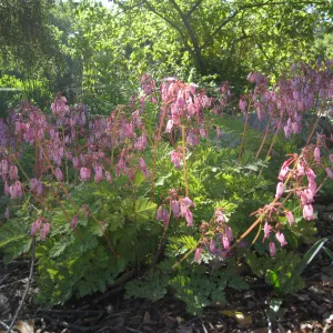 Dicentra blooming in the Orchid Display