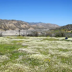 Vicinity of Ozena Ranger Station, Hwy 33. Platystemon Cream Cups