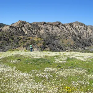Vicinity of Ozena Ranger Station, Hwy 33. Playstemon Cream Cups