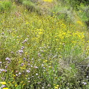 Padrones Canyon, Carrizo Plain