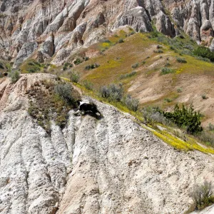 Padrones Canyon, Carrizo Plain
