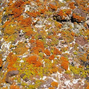 Padrones Canyon, Carrizo Plain. Lichen