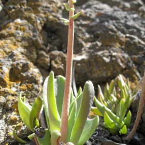 Padrones Canyon, Carrizo Plain. Dudleya cymosa