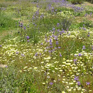 Near jct of Soda Lake and road to Padrones Spring. Thistle Sage