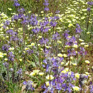 Near jct of Soda Lake and road to Padrones Spring. Thistle Sage