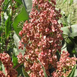 Near jct of Soda Lake and road to Padrones Spring. Rumex