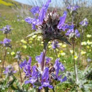Near jct of Soda Lake and road to Padrones Spring. Thistle Sage