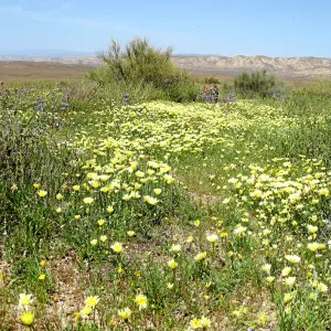 Near jct of Soda Lake and road to Padrones Spring. cream cups
