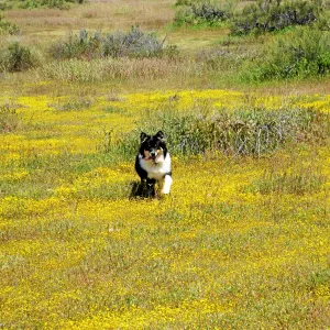 Near jct of Soda Lake and road to Padrones Spring. Lasthenia, Phoebe