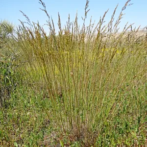 Near jct of Soda Lake and road to Padrones Spring. Poa secunda