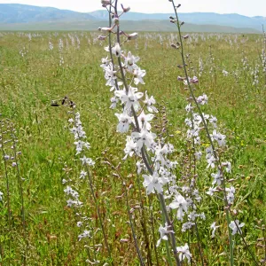Delphinium, Carrizo Plain