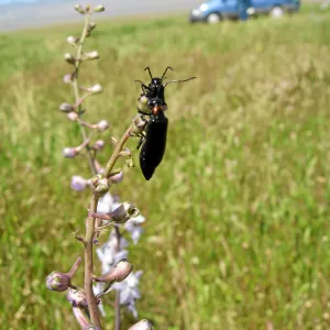 Beetle on delphinium