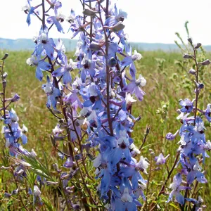 Delphinium, Carrizo Plain