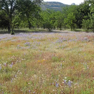 Near jct of Shell Canyon Rd, Hwy 58. Lupines