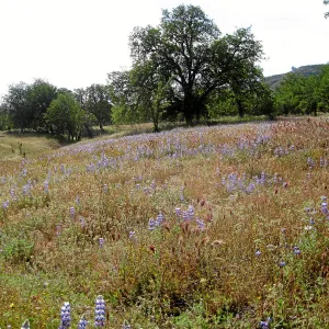 Near jct of Shell Canyon Rd, Hwy 58. Lupines