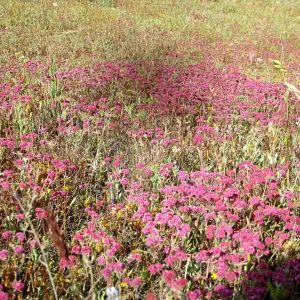 Near jct of Shell Canyon Rd, Hwy 58. Chorizanthe staticoides