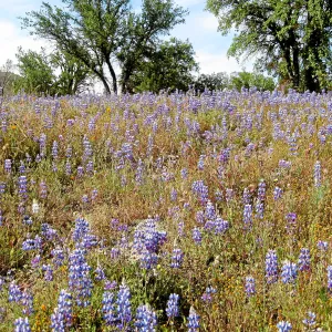 Near jct of Shell Canyon Rd, Hwy 58. Lupines