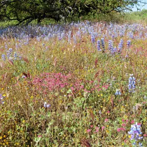 Near jct of Shell Canyon Rd, Hwy 58. Lupines