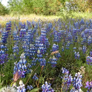 Near jct of Shell Canyon Rd, Hwy 58. Lupines