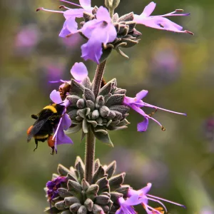 SBBG Wildflowers 2012, ï¿½DeniseDewirePhotography Sage