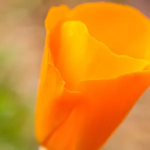 SBBG wildflowers 2012, Â©Denise Dewire (California Poppy)
