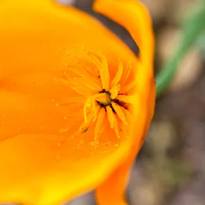 SBBG wildflowers 2012, Â©Denise Dewire (California Poppy)