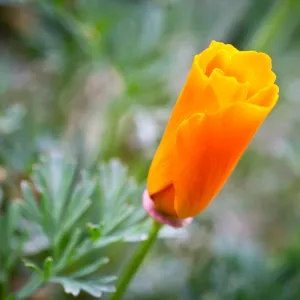 SBBG wildflowers 2012, Â©Denise Dewire (California Poppy)