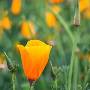 SBBG wildflowers 2012, Â©Denise Dewire (California Poppy)