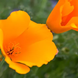 SBBG wildflowers 2012, Â©Denise Dewire (California Poppy)