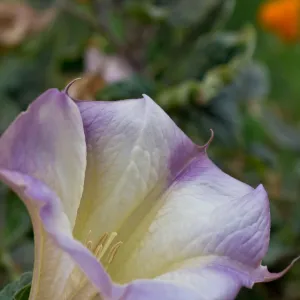 SBBG wildflowers 2012, Â©Denise Dewire