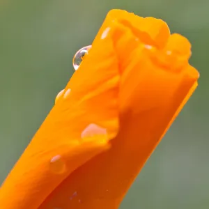 SBBG wildflowers 2012, Â©Denise Dewire