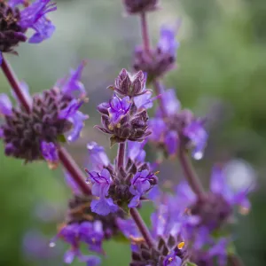 SBBG wildflowers 2012, Â©Denise Dewire Sage