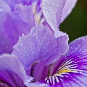 SBBG Wildflowers, Â©DeniseDewirePhotography