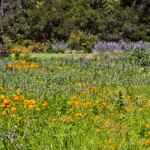 SBBG Wildflowers, Â©eniseDewirePhotography