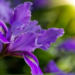 SBBG Wildflowers, Â©DeniseDewirePhotography