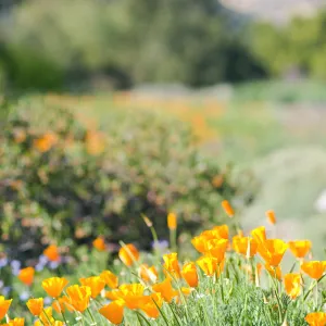 SBBG Spring 2012, Â©ZstheDayPhotography