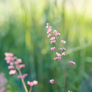 SBBG Spring 2012, Â©ZstheDayPhotography