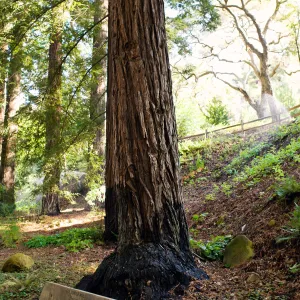 SBBG Spring 2012, Â©ZstheDayPhotography (Coast Redwood)