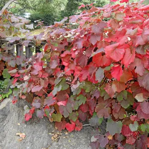 Vitis 'Walker Ridge' at Home Demonstration Garden