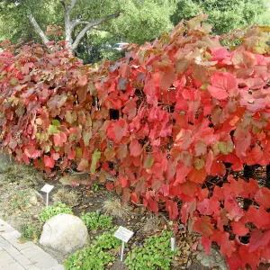 Vitis 'Rogers Red' and 'Walker Ridge' at Home Demonstration Garden