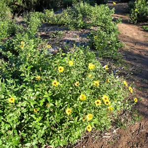 Encelia californica on Porter Trail